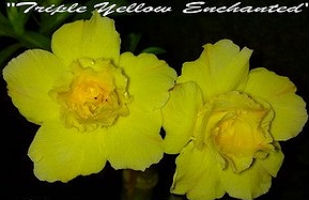 Adenium Obesum \'Triple Yellow Enchanted\' 5 Seeds